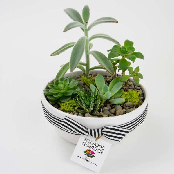 Succulent arrangement in a white bowl with a striped ribbon
