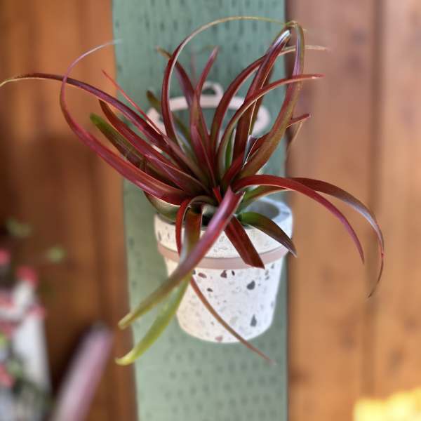 Potted air plant in a small speckled container