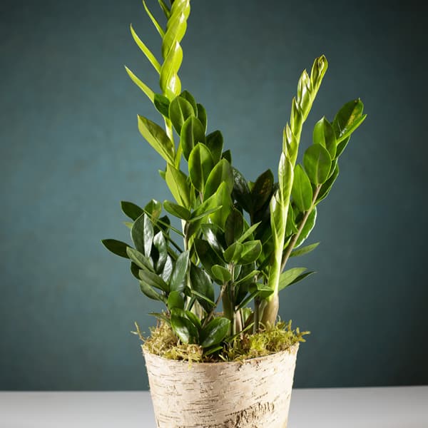 Potted green plant with glossy upright stems in a birch-style container