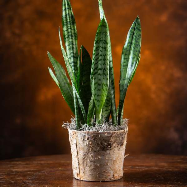 Potted snake plant in a birch bark container
