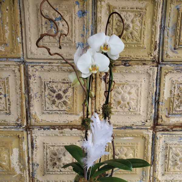White orchids in a textured white pot with decorative feathers