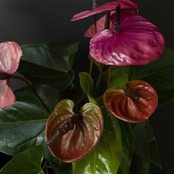 Arrangement of pink and burgundy anthuriums with glossy green leaves