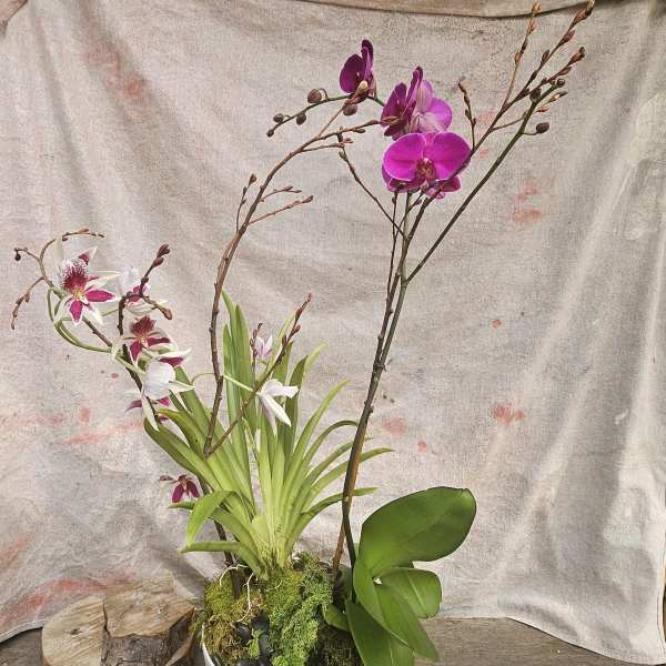 Potted purple and white orchids in a white bowl set on a rustic wood base.
