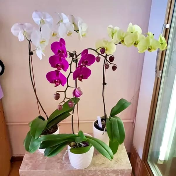 Three potted orchids with white, magenta, and pale yellow blooms
