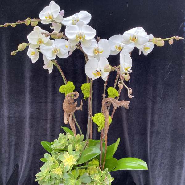 White orchids in a white planter with green succulents