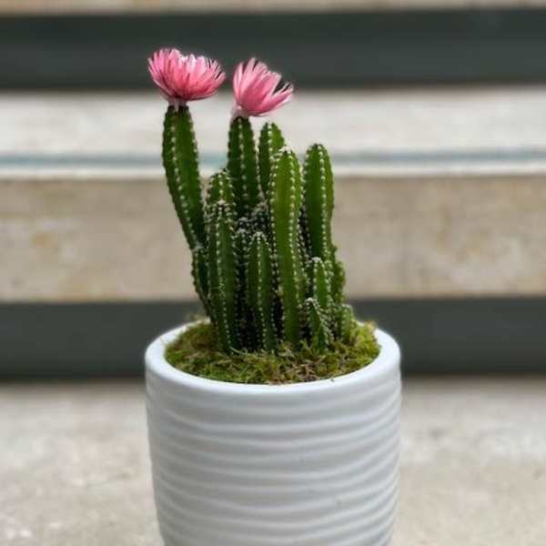 Potted cactus with two pink blooms in a white ceramic pot