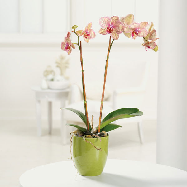 Potted orchid with pink blooms in a green ceramic pot