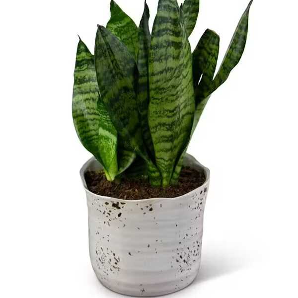 SNAKE PLANT