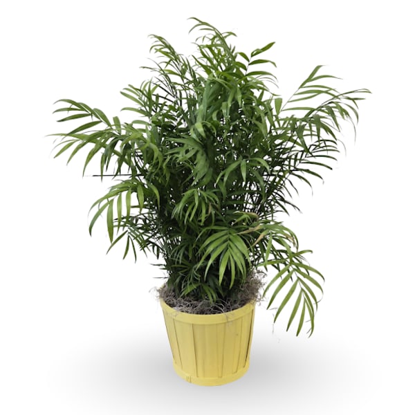 Potted green palm plant in a yellow container