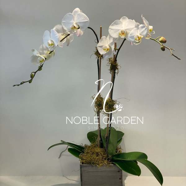 White orchids arranged in a wooden planter with moss