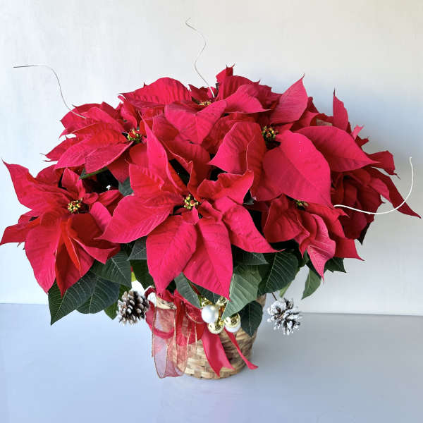 Red poinsettia arrangement in a woven basket with ribbon and ornaments