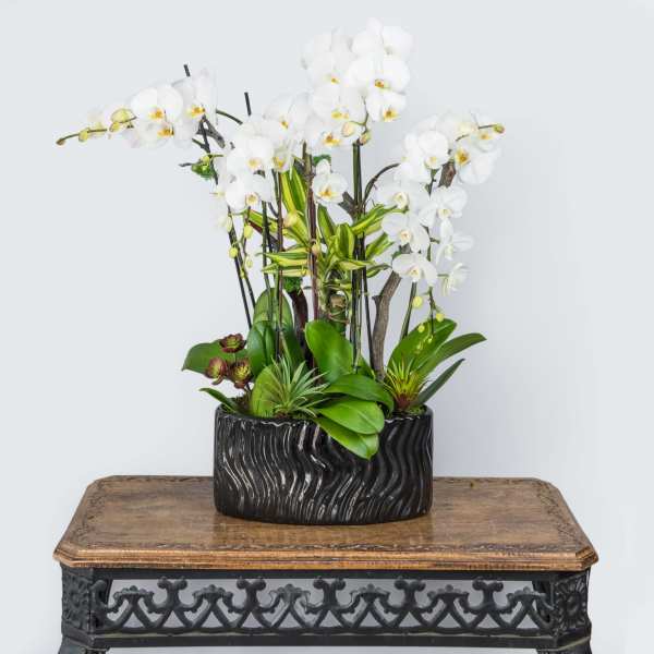 White orchids arranged in a black ceramic planter