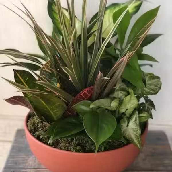 dish garden