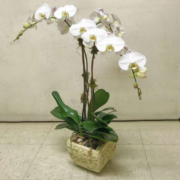 White orchid plant in a decorative square pot