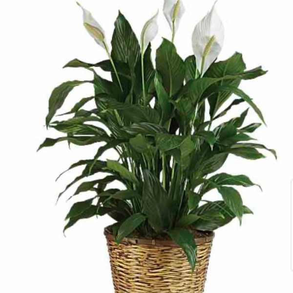 Potted peace lily plant with white blooms in a woven basket
