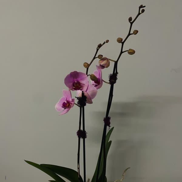 Pink orchids in a pot with tall stems and broad leaves