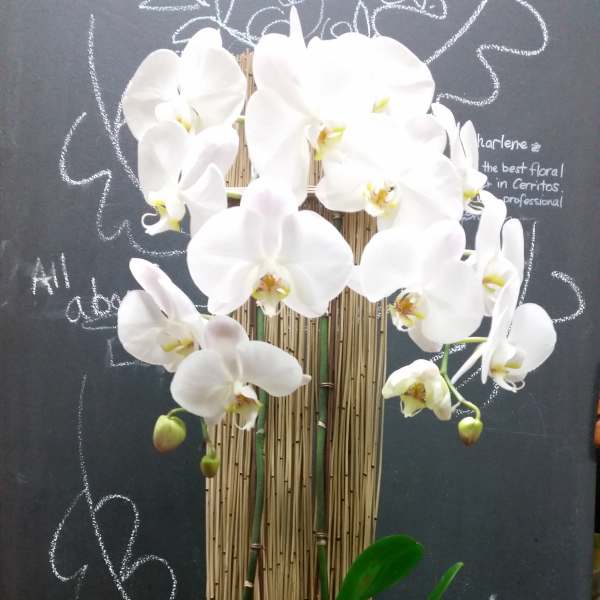 White orchids in a tall wooden planter with succulents at the base