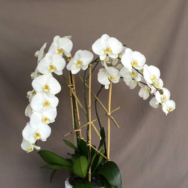 White orchids in a white textured pot