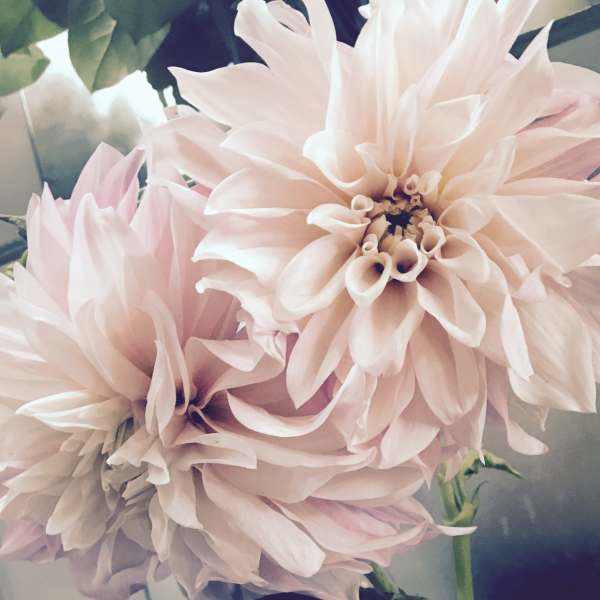 Close-up of pale pink dahlia blooms
