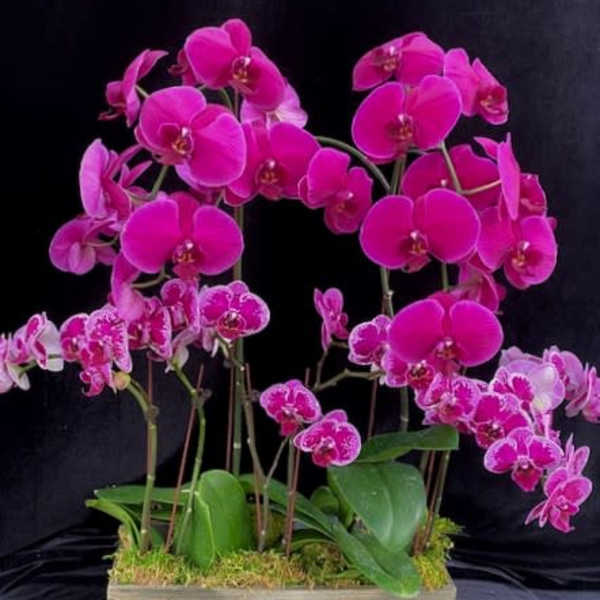 Pink orchids arranged in a rectangular wooden planter