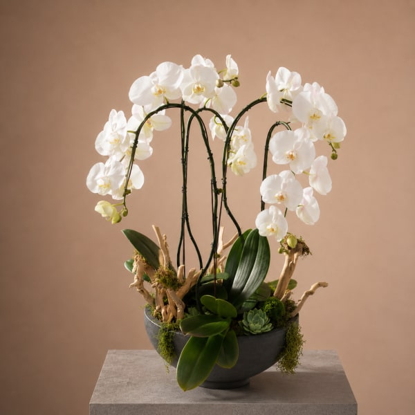 Orchidea Bianca