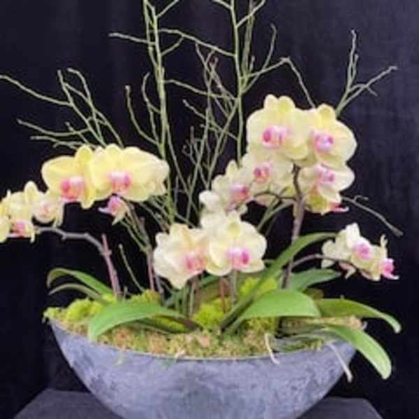 Potted orchid arrangement with pale yellow blooms and pink centers