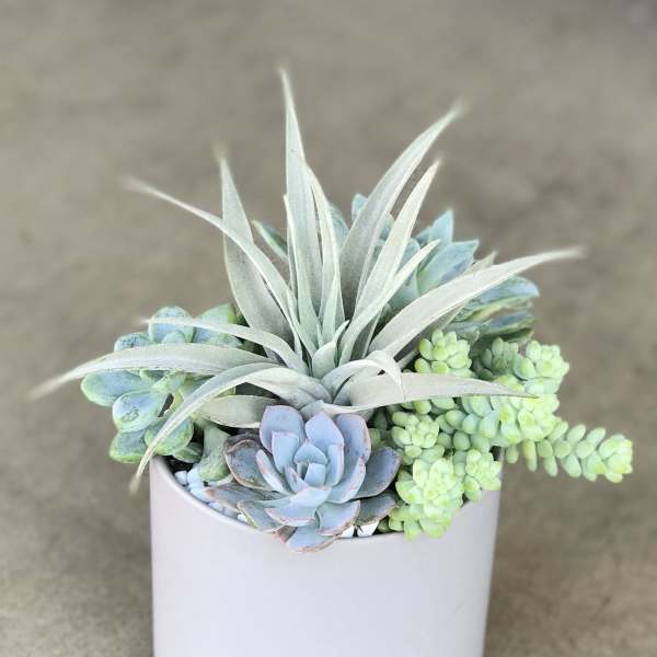 Potted succulent arrangement in a white ceramic pot
