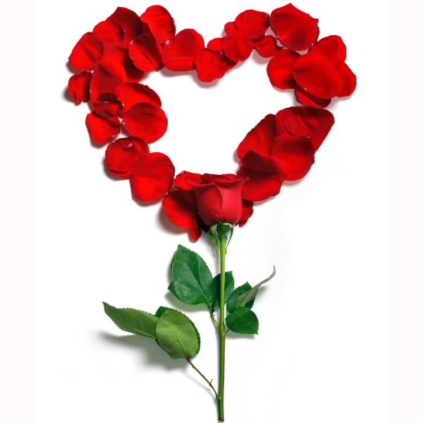 Red rose petals arranged in a heart shape on a white background