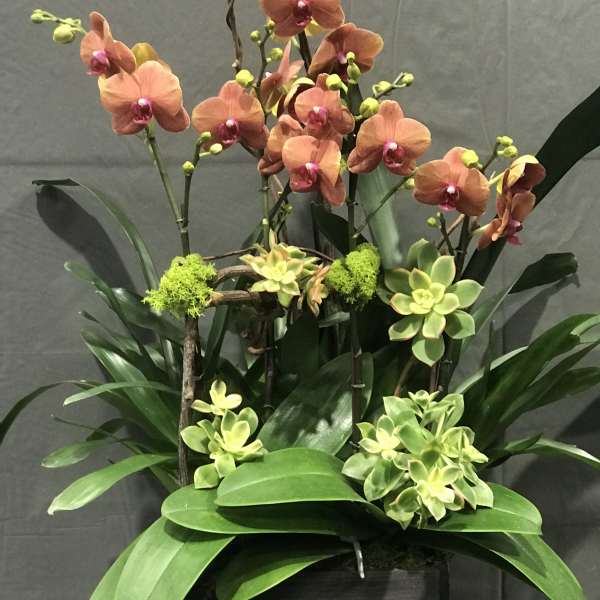 Orange orchids arranged with green succulents in a black container
