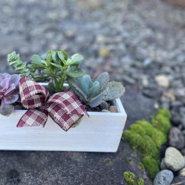 Small succulent arrangement in a white rectangular planter with a plaid ribbon