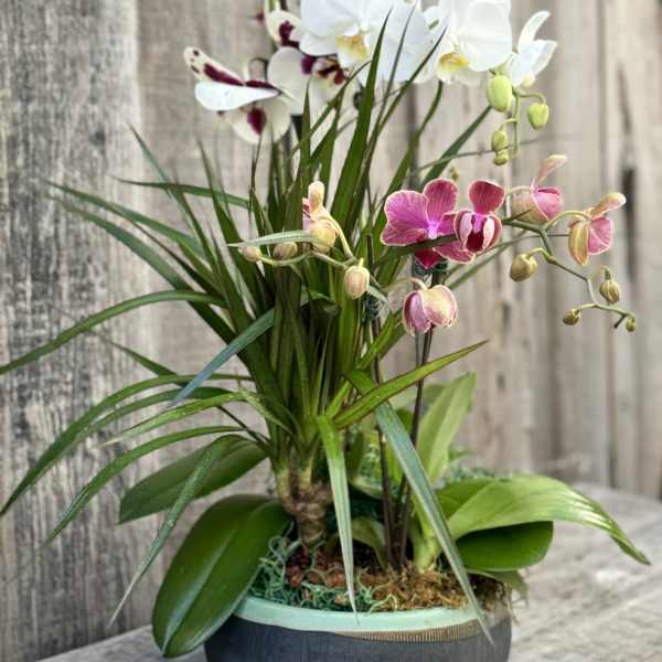 Potted orchid arrangement with white and pink blooms in a round container