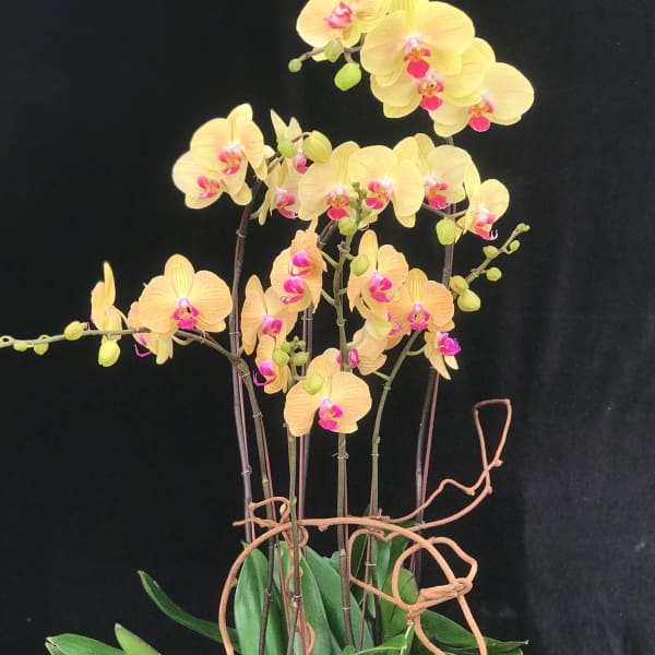Potted yellow orchids with pink centers in a square concrete planter