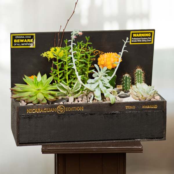 Succulent and cactus arrangement in a dark wooden box