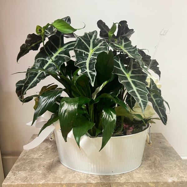 Potted tropical plant arrangement in a white metal container with a ribbon