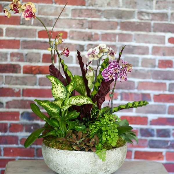 Potted orchid arrangement in a shallow white bowl