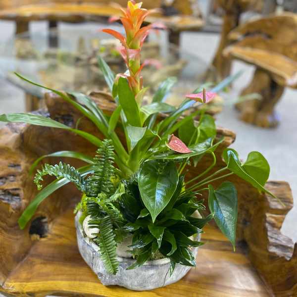 Tropical plant arrangement in a gray ceramic pot