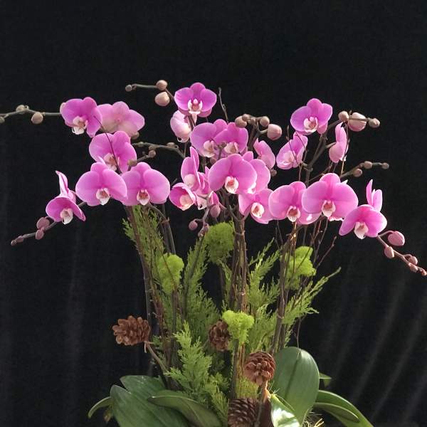 Pink orchids arranged in a black vase with green foliage and pinecones