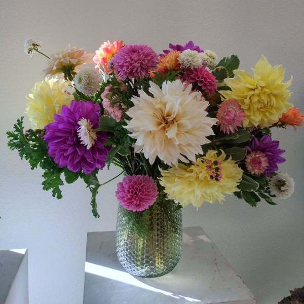 Dahlia Daydream
