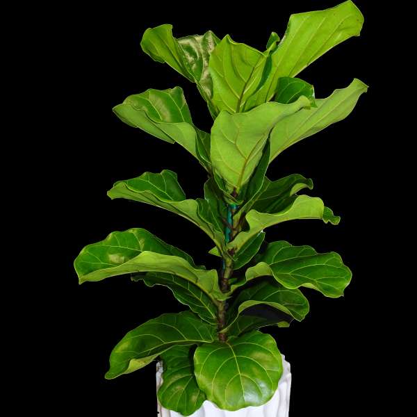 Potted fiddle leaf fig plant in a white textured planter