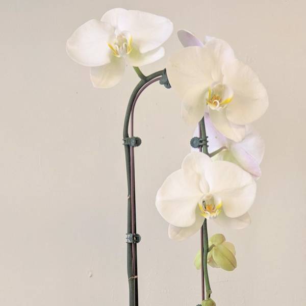White orchid plant in a tall white pot with moss and shells