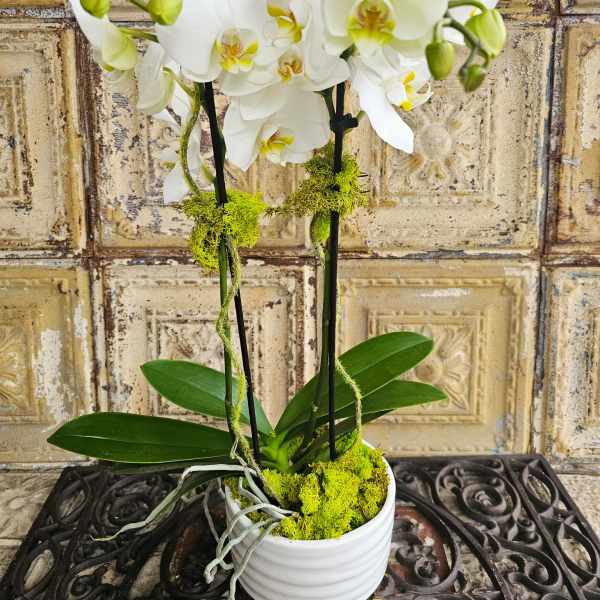 White orchid plant in a white pot with moss