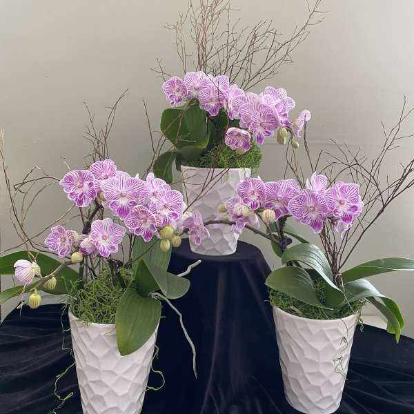 Three orchid arrangements in white textured pots with pink blooms