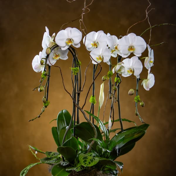 White orchids arranged in a tall white planter with curly branches