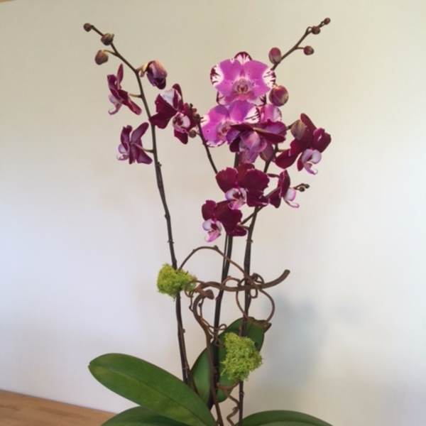 Potted purple orchids in a black container