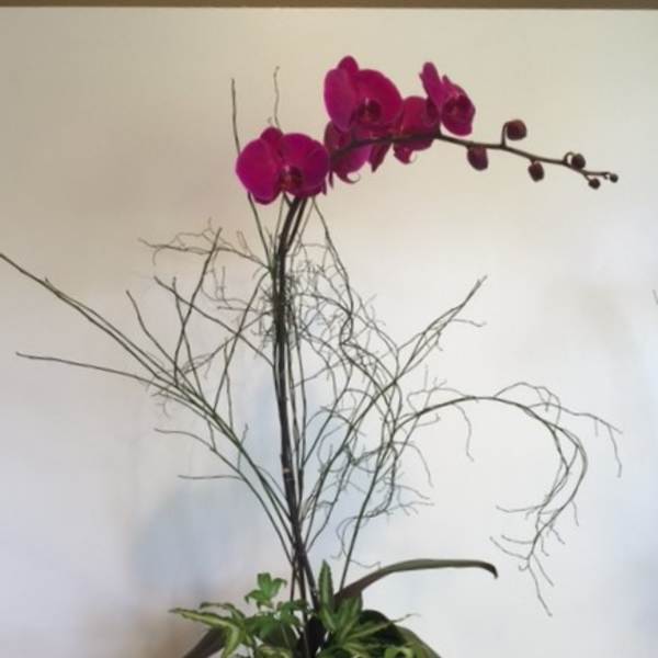 Tall orchid arrangement in a gray pot with curly branches