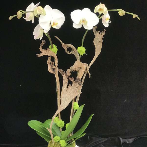 White orchids arranged in a white geometric pot with driftwood accents