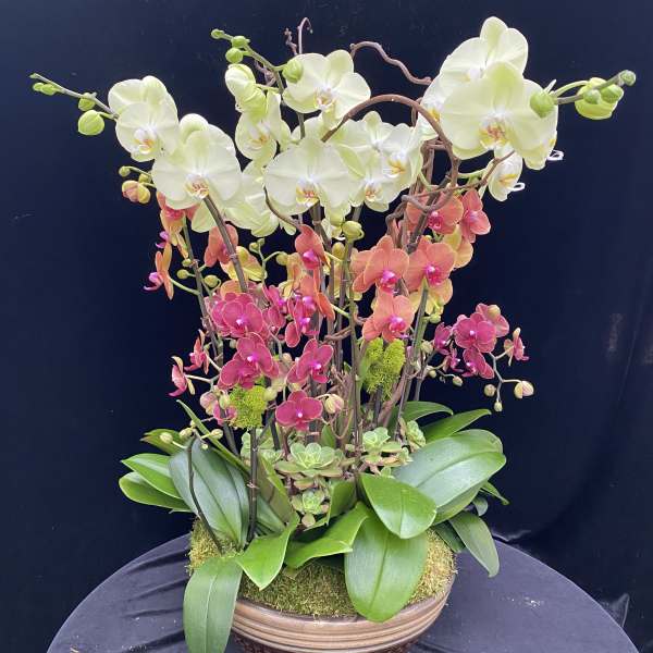 Orchid arrangement with white and pink blooms in a low bowl planter