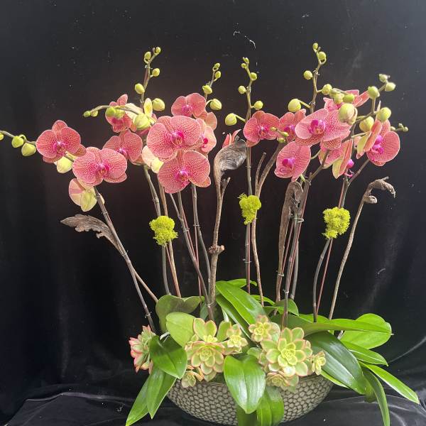 Pink orchids arranged in a low bowl with succulents