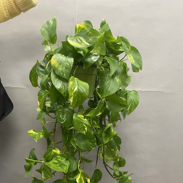 Trailing pothos plant in a hanging pot with green and yellow variegated leaves
