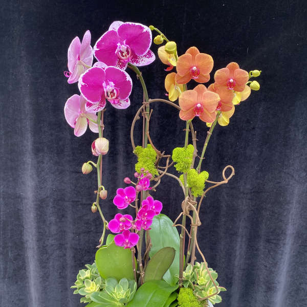 Orchid arrangement in a white planter with pink, orange, and purple blooms